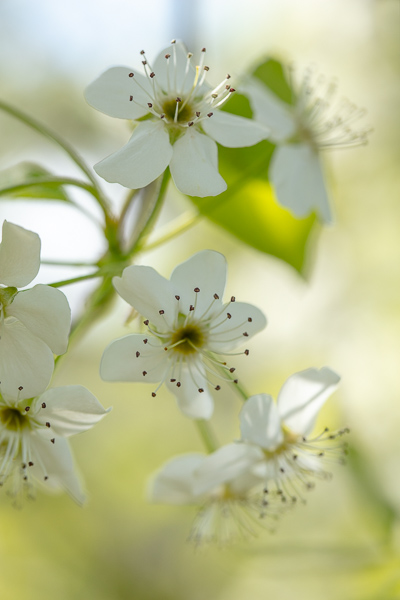 Bloom;Blossom;Blossoms;Botanical;Bradford Pear;Branches;Bud;Calm;Close-up;Floral;Floweret;Flowering;Flowers;Flowers & Plants;Healing;Health care;Healthcare;Macro;Nature;Pastoral;Petal;Plant;Seasons;Spring;Springtime;Sunlight;Sunshine;Tree;Yellow;bloom;botanicals;flora;floral;flower;green;leaves;limbs;oneness;peaceful;plant;plants;restful;serene;soothing;sunlit;tranquil;tree limbs;trees;zen