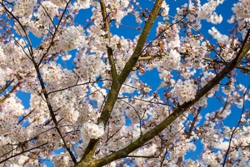 Bloom;Blossom;Blossoms;Branches;Cherry Blossom;Cherry Tree;Flower;Floweret;Flowering;Flowers;Petal;Tree;Trees;bloom;flora;floral;limbs;tree limbs