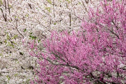 Abstract;Abstraction;Bloom;Blossom;Blossoms;Branches;Flower;Floweret;Flowering;Flowers;Line;Magenta;Pattern;Petal;Pink;Red Bud;Texture;Tree;Trees;White;bloom;flora;floral;pear;tree limbs