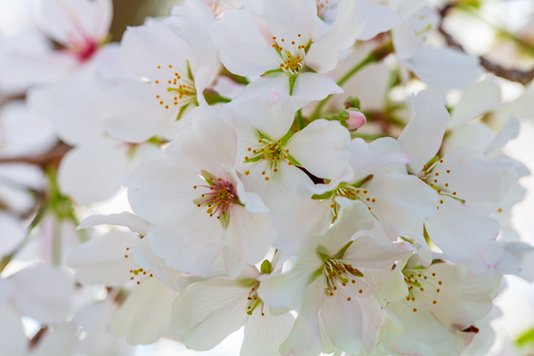 Bloom;Blossom;Blossoms;Botanical;Bud;Calm;Cherry Blossom;Close-up;Flora;Floral;Floweret;Flowering;Flowers;Flowers & Plants;Healing;Health care;Healthcare;Looking up;Macro;Minimalism;Nature;Pastoral;Petal;Petals;Plant;Sunlight;Sunshine;Wabi Sabi;bloom;flora;floral;flower;green;oneness;peaceful;plants;restful;serene;soothing;sunlit;tranquil;zen