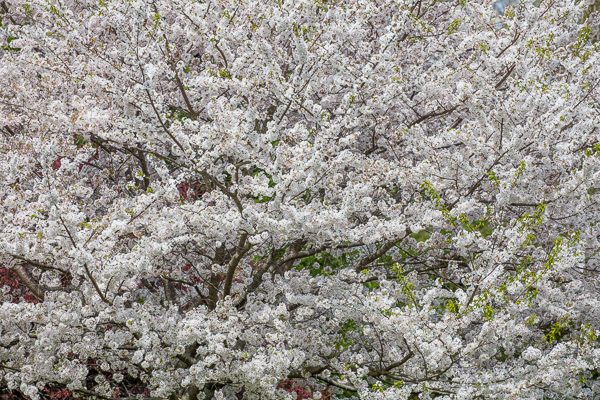 Abstract;Abstraction;Blossom;Blossoms;Branches;Brown;Calm;Flora;Floral;Floweret;Flowering;Flowers;Healing;Health care;Healthcare;Nature;Pastoral;Petal;Seasons;Shape;Spring;Springtime;Stock categories;Tree;bark;bloom;flora;floral;flower;green;leaves;oneness;pattern;peaceful;plants;restful;serene;soothing;texture;tranquil;tree limbs;trees;zen