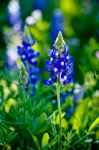 Bloom;Blossom;Blossoms;Blue;Bluebonnet;Bluebonnets;Flower;Floweret;Flowering;Flowers;Green;Petal;Texas;Texas Bluebonnet;Wildflower;bloom;flora;floral
