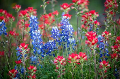 Bloom;Blossom;Blossoms;Blue;Bluebonnet;Bluebonnets;Close-up;Flower;Floweret;Flowering;Flowers;Flowers & Plants;Green;Healing;Health care;Healthcare;Indian Paintbrush;Leaf;Nature;Oneness;Pastoral;Peaceful;Petal;Pink;Plant;Red;Texas;Texas Bluebonnet;Wildflower;bloom;botanical;botanicals;calm;flora;floral;restful;serene;soothing;tranquil;zen
