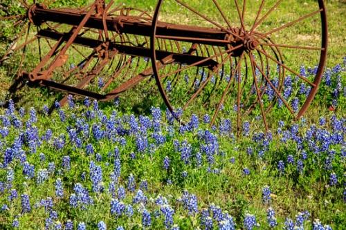 Agricultural;Antique;Bale;Bloom;Blossom;Blossoms;Blue;Bluebonnet;Bluebonnets;Brown;Farm;Farming;Field;Flower;Floweret;Flowering;Flowers;Green;Hay;Petal;Rust;Texas;Texas Bluebonnet;Wildflower;bloom;flora;floral;pasture;rake;rusty