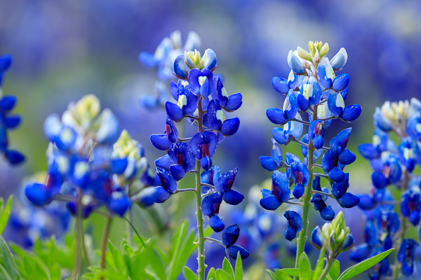 Bloom;Blossom;Blossoms;Blue;Calm;Close-up;Concepts;Cool Colors;Cool Palette;Cool Tones;Flora;Floral;Flower;Floweret;Flowering;Flowers;Flowers & Plants;Green;Greens;Healing;Health care;Healthcare;Macro;Minimalism;Nature;Oneness;Pastoral;Petal;Wildflower;Yellow;bloom;color;flora;floral;flower;peaceful;plants;restful;serene;soothing;tranquil;zen