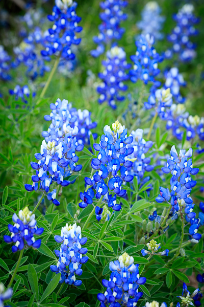 Bloom;Blossom;Blossoms;Blue;Bluebonnets;Blues;Botanical;Botanicals;Bud;Calm;Close-up;Concepts;Cool Colors;Cool Palette;Cool Tones;Flora;Floral;Flower;Floweret;Flowering;Flowers;Flowers & Plants;Green;Greens;Healing;Health care;Healthcare;Lupinus texensis;Macro;Minimalism;Nature;Oneness;Pastoral;Petal;Plant;Seasons;Spring;Springtime;Texas;Texas Bluebonnet;United States;Wildflower;bloom;blue;color;flora;floral;flower;green;landscape;oneness;peaceful;plants;restful;serene;soothing;tranquil;wildflower;zen