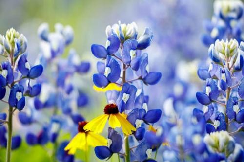 Black-eyed Susan;Bloom;Blossom;Blossoms;Blue;Bluebonnet;Bluebonnets;Flower;Floweret;Flowering;Flowers;Green;Petal;Texas;Texas Bluebonnet;Wildflower;bloom;flora;floral