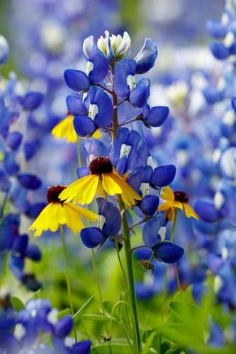 Black-eyed Susan;Bloom;Blossom;Blossoms;Blue;Bluebonnet;Bluebonnets;Flower;Floweret;Flowering;Flowers;Green;Petal;Texas;Texas Bluebonnet;Wildflower;bloom;flora;floral