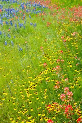 Black-eyed Susan;Bloom;Blossom;Blossoms;Blue;Bluebonnet;Bluebonnets;Flower;Floweret;Flowering;Flowers;Green;Indian Paintbrush;Petal;Red;Texas;Texas Bluebonnet;Wildflower;Yellow;bloom;flora;floral