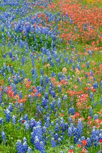 Bloom;Blossom;Blossoms;Blue;Bluebonnet;Bluebonnets;Flower;Floweret;Flowering;Flowers;Green;Indian Blanket;Indian Paintbrush;Petal;Red;Texas;Texas Bluebonnet;Wildflower;bloom;flora;floral