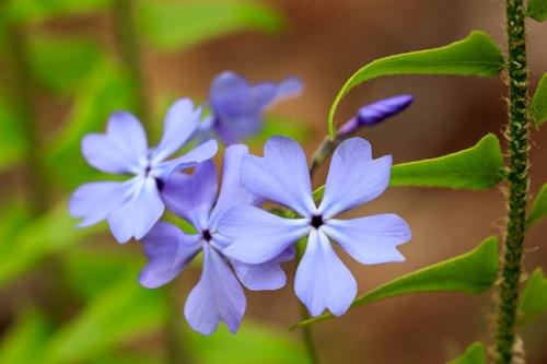 Bloom;Blossom;Blossoms;Brown;Close-up;Fern;Flower;Floweret;Flowering;Flowers;Green;Oneness;Pastoral;Peaceful;Petal;Phlox;Purple;Soak Creek;TNC;Tan;Wildflower;bloom;flora;floral;zen