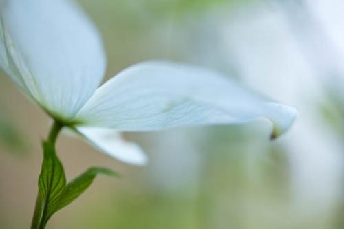 Bloom;Blossom;Blossoms;Close-up;Dogwood;Flower;Floweret;Flowering;Flowers;Green;Leaf;Oneness;Peaceful;Petal;Plant;Soft Focus;bloom;botanical;botanicals;flora;floral;zen