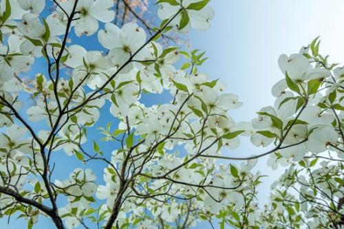 Bloom;Blossom;Blossoms;Blue;Botannicals;Branch;Branches;Close-up;Dogwood;Flower;Floweret;Flowering;Flowers;Foliage;Green;Leaf;Leaves;Looking up;Oneness;Oriental;Pastoral;Peaceful;Petal;Petals;Plant;Sky;Tree;bloom;botanical;flora;floral;zen