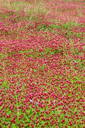 Bloom;Blossom;Blossoms;Blue;Close-up;Clover;Field;Flower;Floweret;Flowering;Flowers;Grass;Green;Petal;Red;Red Clover;Wildflower;bloom;botanical;bud;cornflower;flora;floral;pasture