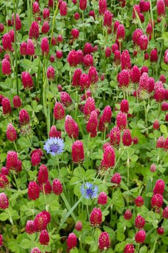 Bloom;Blossom;Blossoms;Blue;Close-up;Clover;Field;Flower;Floweret;Flowering;Flowers;Grass;Green;Petal;Red;Red Clover;Wildflower;bloom;botanical;bud;cornflower;flora;floral