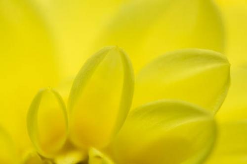 Abstract;Abstraction;Bloom;Blossom;Blossoms;Close-up;Flower;Floweret;Flowering;Flowers;Oneness;Pattern;Petal;Shape;Texture;Yellow;bloom;botanical;flora;floral;zen