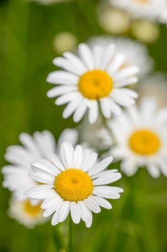 Bloom;Blossom;Blossoms;Close-up;Daisies;Flower;Floweret;Flowering;Flowers;Green;Oneness;Petal;Wildflower;Yellow;bloom;flora;floral;zen