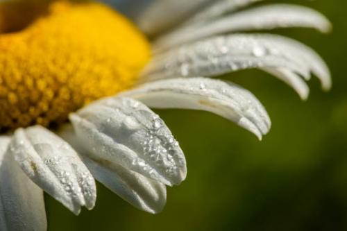 Blossom;Blossoms;Close-up;Daisies;Daisy;Dew;Dewy;Drop;Droplets;Flower;Floweret;Flowering;Flowers;Gold;Green;Oneness;Orange;Peaceful;Petal;Sunlit;Sunshine;Water;Water Drops;White;Wildflower;bloom;dew drops;drops;flora;floral;zen