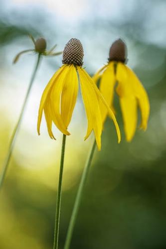 Bloom;Blossom;Blossoms;Botannicals;Brown;Close-up;Dew;Dewy;Drop;Droplets;Flower;Floweret;Flowering;Flowers;Green;Oneness;Peaceful;Petal;Plant;Prairie Coneflower;Tan;Water;Water Drops;Wildflower;Yellow;bloom;botanical;dew drops;drops;flora;floral;zen