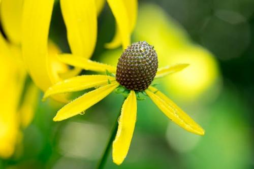 Bloom;Blossom;Blossoms;Botannicals;Brown;Close-up;Dew;Dewy;Drop;Droplets;Flower;Floweret;Flowering;Flowers;Green;Oneness;Peaceful;Petal;Plant;Prairie Coneflower;Tan;Water;Water Drops;Wildflower;Yellow;bloom;botanical;dew drops;drops;flora;floral;zen