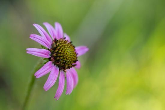 Bloom;Blossom;Blossoms;Botanical;Calm;Close-up;Couchville Cedar Glade State Natural Area;Floweret;Flowering;Flowers;Flowers & Plants;Healing;Health care;Healthcare;Macro;Minimalism;Nature;Pastoral;Petal;Petals;Pink;Sunlight;Sunshine;Tennessee;Tennessee Coneflower;bloom;botanicals;botany;endangered;flora;floral;flower;green;magenta;oneness;peaceful;plant;plants;purple;restful;serene;soothing;sunlit;tranquil;wildflower;zen