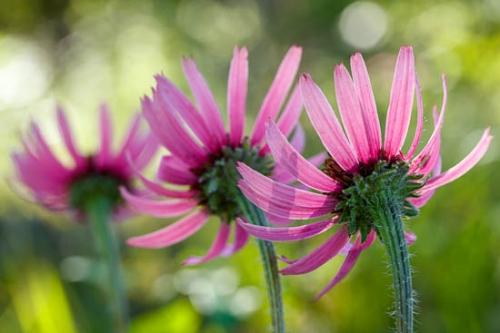 Bloom;Blossom;Blossoms;Botannicals;Close-up;Couchville Cedar Glade State Natural Area;Endangered;Flower;Floweret;Flowering;Flowers;Green;Magenta;Oneness;Petal;Petals;Pink;Plant;Tennessee Coneflower;Wildflower;bloom;botanical;flora;floral;zen