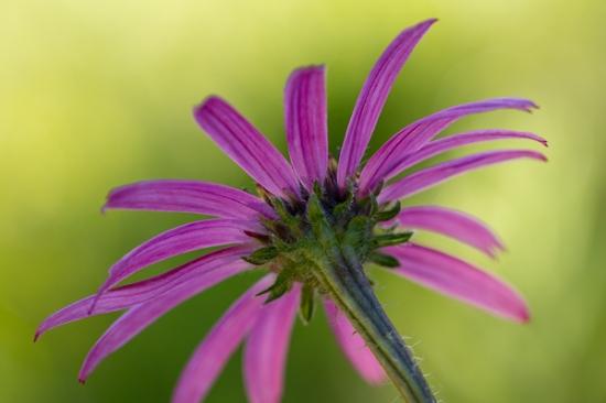 Bloom;Blossom;Blossoms;Botanical;Calm;Close-up;Couchville Cedar Glade State Natural Area;Floweret;Flowering;Flowers;Flowers & Plants;Healing;Health care;Healthcare;Looking up;Macro;Minimalism;Nature;Pastoral;Petal;Petals;Pink;Sunlight;Sunshine;Tennessee;Tennessee Coneflower;bloom;botanicals;botany;endangered;flora;floral;flower;green;magenta;oneness;peaceful;plant;plants;purple;restful;serene;soothing;sunlit;tranquil;wildflower;zen