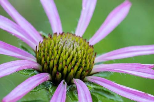 Bloom;Blossom;Blossoms;Botannicals;Close-up;Couchville Cedar Glade State Natural Area;Dew;Dewy;Endangered;Flower;Floweret;Flowering;Flowers;Green;Magenta;Oneness;Petal;Petals;Pink;Plant;Tennessee Coneflower;Wildflower;bloom;botanical;dew drops;flora;floral;zen