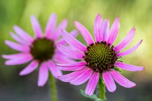 Bloom;Blossom;Blossoms;Botannicals;Close-up;Couchville Cedar Glade State Natural Area;Endangered;Flower;Floweret;Flowering;Flowers;Green;Magenta;Oneness;Petal;Petals;Pink;Plant;Tennessee Coneflower;Wildflower;bloom;botanical;flora;floral;zen