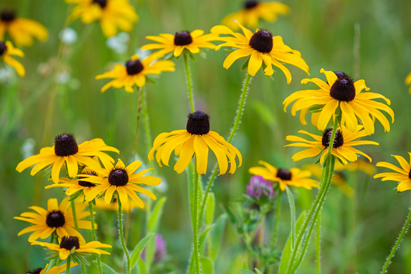 Black-eyed Susan;Bloom;Blossom;Blossoms;Botanical;Brown;Calm;Close-up;Flora;Floral;Floweret;Flowering;Flowers;Flowers & Plants;Healing;Health care;Healthcare;Macro;Nature;Pastoral;Petal;Plant;Yellow;bloom;botanicals;flora;floral;flower;green;landscape;leaves;oneness;peaceful;plants;restful;serene;soothing;tranquil;wildflower;zen