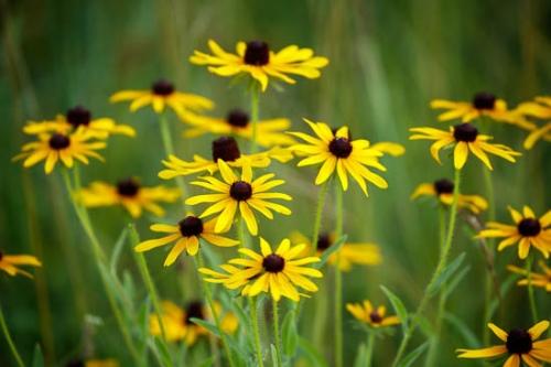 Black-eyed Susan;Bloom;Blossom;Blossoms;Brown;Close-up;Flower;Floweret;Flowering;Flowers;Green;Petal;Tan;Wildflower;Yellow;bloom;flora;floral