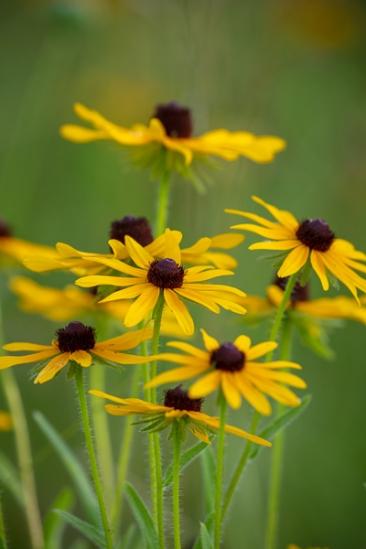 Black-eyed Susan;Bloom;Blossom;Blossoms;Brown;Calm;Close-up;Floral;Floweret;Flowering;Flowers;Flowers & Plants;Gold;Healing;Health care;Healthcare;Macro;Minimalism;Nature;Pastoral;Petal;Yellow;bloom;flora;floral;flower;green;oneness;peaceful;plants;restful;serene;soothing;tranquil;wildflower;zen