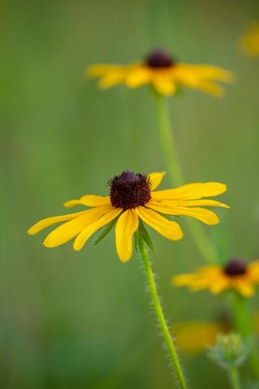 Black-eyed Susan;Bloom;Blossom;Blossoms;Brown;Calm;Close-up;Floral;Floweret;Flowering;Flowers;Flowers & Plants;Gold;Healing;Health care;Healthcare;Macro;Minimalism;Nature;Pastoral;Petal;Yellow;bloom;flora;floral;flower;green;oneness;peaceful;plants;restful;serene;soothing;tranquil;wildflower;zen
