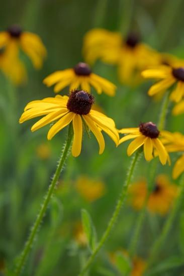 Black-eyed Susan;Bloom;Blossom;Blossoms;Brown;Calm;Close-up;Floral;Floweret;Flowering;Flowers;Flowers & Plants;Gold;Healing;Health care;Healthcare;Macro;Minimalism;Nature;Pastoral;Petal;Yellow;bloom;flora;floral;flower;green;oneness;peaceful;plants;restful;serene;soothing;tranquil;wildflower;zen