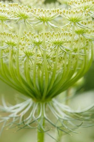 Blossom;Blossoms;Botannicals;Close-up;Flower;Floweret;Flowering;Flowers;Green;Oneness;Plant;Queen Anne's Lace;Wildflower;bloom;botanical;botanicals;bud;flora;floral;vegetation;zen