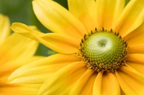 Black-eyed Susan;Bloom;Blossom;Blossoms;Close-up;Flower;Floweret;Flowering;Flowers;Gold;Green;Oneness;Orange;Pastoral;Peaceful;Petal;Plant;Yellow;bloom;flora;floral;zen