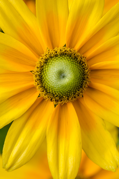 Blossom;Blossoms;Botanical;Botanicals;Calm;Concepts;Cool Colors;Cool Palette;Cool Tones;Floral;Floweret;Flowering;Flowers;Flowers & Plants;Green;Greens;Healing;Health care;Healthcare;Macro;Minimalism;Nature;Oneness;Pastoral;Plant;Sunlight;Yellow;bloom;color;flora;floral;flower;peaceful;plants;restful;serene;soothing;sunlit;tranquil;zen