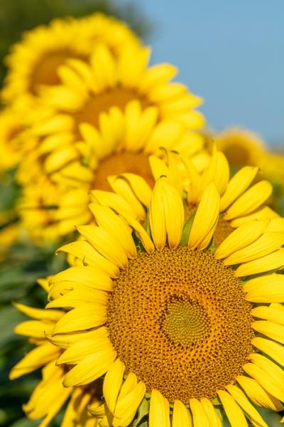 Bloom;Blossom;Blossoms;Blue;Calm;Close-up;Concepts;Cool Colors;Cool Palette;Cool Tones;Flora;Floral;Flower;Floweret;Flowering;Flowers;Flowers & Plants;Green;Greens;Healing;Health care;Healthcare;Looking up;Macro;Nature;Oneness;Pastoral;Petal;Sunflower;Sunlight;Sunshine;Yellow;bloom;color;flora;floral;flower;peaceful;plants;restful;serene;soothing;sunlit;tranquil