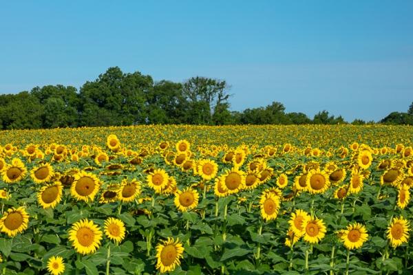 Bloom;Blossom;Blossoms;Blue;Botanical;Botanicals;Calm;Close-up;Concepts;Cool Colors;Cool Palette;Cool Tones;Flora;Floral;Flower;Floweret;Flowering;Flowers;Flowers & Plants;Gold;Green;Greens;Healing;Health care;Healthcare;Looking up;Macro;Nature;Oneness;Pastoral;Petal;Plant;Sunflower;Sunlight;Sunshine;Warm Colors;Warm Palette;Warm Tones;Yellow;bloom;color;flora;floral;flower;orange;peaceful;plants;restful;serene;soothing;sunlit;tranquil;yellow