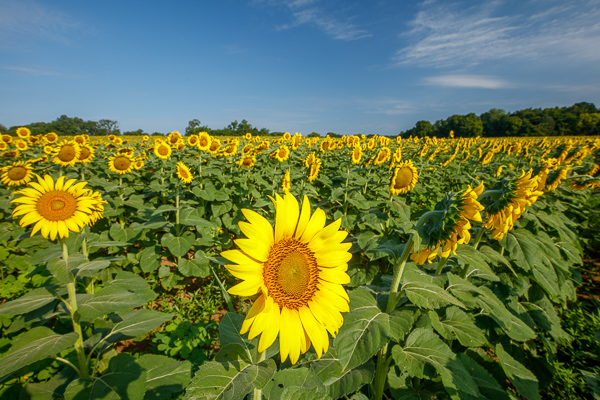 Bloom;Blossom;Blossoms;Blue;Botanical;Calm;Flora;Floral;Floweret;Flowering;Flowers;Flowers & Plants;Gold;Healing;Health care;Healthcare;Leaf;Nature;Pastoral;Petal;Plant;Seasons;Summer;Summertime;Sunflower;Sunflowers;Sunlight;Sunshine;Yellow;bloom;botanicals;flora;floral;flower;green;oneness;peaceful;plants;restful;serene;soothing;sunlit;tranquil;zen