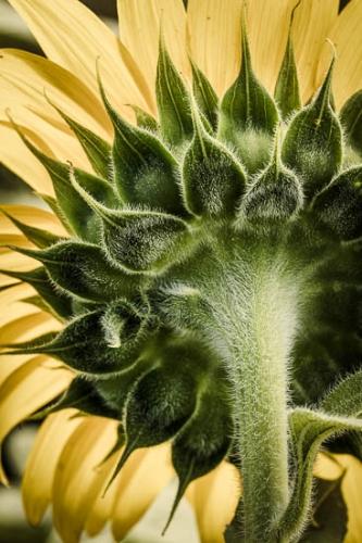 Blossom;Blossoms;Close-up;Flower;Floweret;Flowering;Flowers;Green;Healing;Health care;Healthcare;Macro;Nature;Oneness;Peaceful;Petal;Petals;Plant;Sunflower;Yellow;bloom;botanical;botanicals;calm;flora;floral;restful;serene;soothing;tranquil;zen