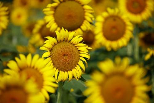 Blossom;Blossoms;Close-up;Flower;Floweret;Flowering;Flowers;Green;Healing;Health care;Healthcare;Macro;Nature;Oneness;Peaceful;Petal;Petals;Plant;Sunflower;Yellow;bloom;botanical;botanicals;calm;flora;floral;restful;serene;soothing;tranquil;zen