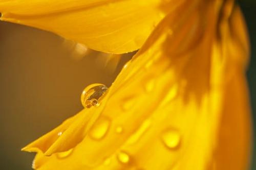 Bloom;Blossom;Blossoms;Close-up;Color;Cosmos;Damp;Dew;Dewy;Drop;Droplet;Droplets;Flower;Floweret;Flowering;Flowers;Gold;Green;Oneness;Orange;Pastoral;Peaceful;Petal;Petals;Plant;Water;Water Drops;Wet;Yellow;bloom;botanical;botanicals;dew drops;drops;flora;floral;zen