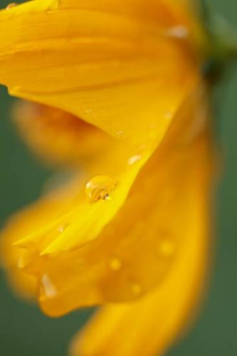 Bloom;Blossom;Blossoms;Close-up;Color;Cosmos;Damp;Dew;Dewy;Drop;Droplet;Droplets;Flower;Floweret;Flowering;Flowers;Gold;Green;Oneness;Orange;Pastoral;Peaceful;Petal;Petals;Plant;Water;Water Drops;Wet;Yellow;bloom;botanical;botanicals;dew drops;drops;flora;floral;zen
