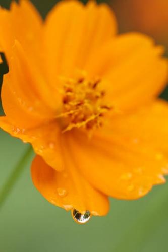 Bloom;Blossom;Blossoms;Close-up;Color;Cosmos;Damp;Dew;Dewy;Drop;Droplet;Droplets;Flower;Floweret;Flowering;Flowers;Gold;Green;Oneness;Orange;Pastoral;Peaceful;Petal;Petals;Plant;Water;Water Drops;Wet;Yellow;bloom;botanical;botanicals;dew drops;drops;flora;floral;zen