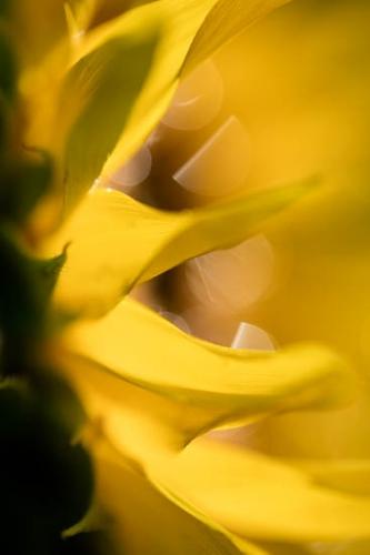 Abstract;Abstraction;Bloom;Blossom;Blossoms;Close-up;Flower;Floweret;Flowering;Flowers;Green;Healing;Health care;Healthcare;Line;Nature;Oneness;Pattern;Peaceful;Petal;Petals;Pistil;Plants;Shape;Sunflower;Yellow;bloom;botanical;botanicals;botany;calm;flora;floral;restful;serene;soothing;tranquil;zen