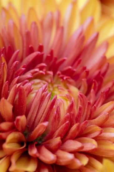 Abstract;Abstraction;Bloom;Blossom;Blossoms;Botanical;Bud;Calm;Chrysanthemum;Close-up;Floral;Floweret;Flowering;Flowers;Gold;Healing;Health care;Healthcare;Macro;Minimalism;Nature;Pastoral;Petal;Petals;Yellow;bloom;flora;floral;flower;oneness;orange;peaceful;red;restful;serene;soothing;tranquil;zen