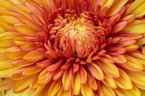 Bloom;Blossom;Blossoms;Chrysanthemum;Close-up;Flower;Floweret;Flowering;Flowers;Gold;Healing;Healthcare;Oneness;Orange;Peaceful;Petal;Red;Yellow;bloom;calm;flora;floral;restful;serene;soothing;tranquil;zen