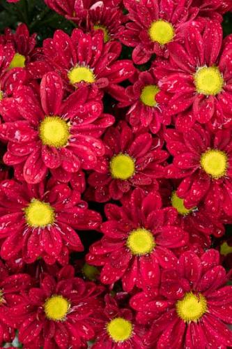 Abstract;Abstraction;Abstractions;Bloom;Blossom;Blossoms;Botannicals;Close-up;Flower;Floweret;Flowering;Flowers;Healing;Health care;Healthcare;Modern;Nature;Oneness;Pattern;Peaceful;Petal;Petals;Plant;Red;Shape;Shapes;Stock categories;Yellow;bloom;botanical;botanicals;calm;contemporary;contemporary art;flora;floral;modern art;restful;serene;soothing;tranquil;zen