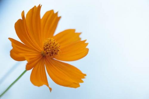 Bloom;Blossom;Blossoms;Blue;Close-up;Cosmos;Cosmos Flowers;Flower;Floweret;Flowering;Flowers;Flowers & Plants;Gold;Green;Healing;Health care;Healthcare;Image type;Looking up;Macro;Modern;Nature;Oneness;Orange;Pastoral;Peaceful;Petal;Petals;Photo specs;Plant;Plants;Sky;bloom;botanical;botanicals;calm;flora;floral;modern art;restful;serene;soothing;tranquil;zen
